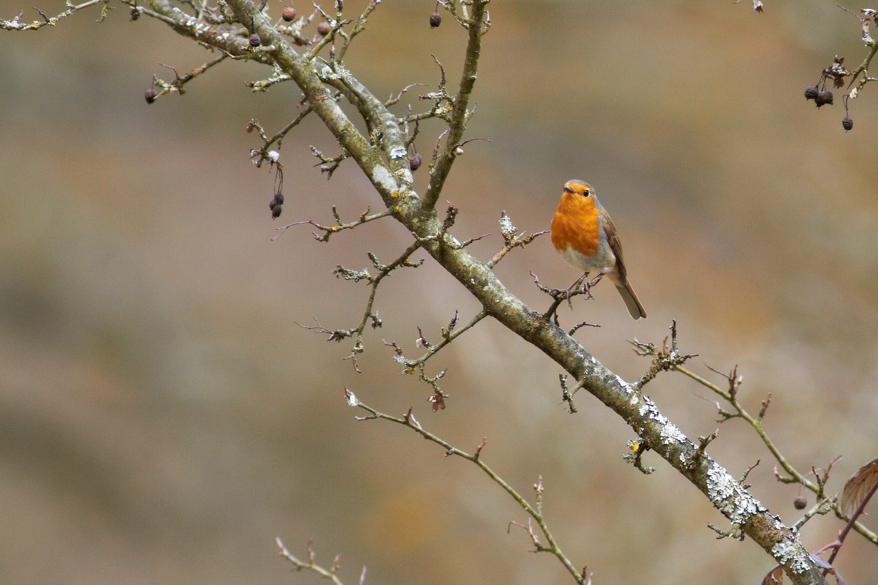 Erithacus rubecula   Rotkehlchen   0022